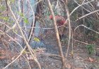 Incêndio na Chapada dos Veadeiros é extinto após cerca de duas semanas
