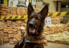Cão Odin encontra 1 tonelada de droga em porão de barco