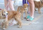 Rússia produz primeiro lote de vacina contra covid-19 para animais