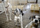 Bolsonaro sanciona lei que proíbe eutanásia de cães e gatos de rua