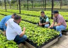 Idam garante apoio à implantação da cafeicultura em Presidente Figueiredo