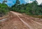 Ambientalistas denunciam desmatamento às margens de rodovia amazônica