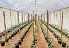 Pesquisa apoiada pelo Governo do AM aplica sistema tecnológico no cultivo de hortaliças e tomates