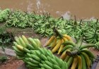 Idam orienta agricultores familiares sobre a Sigatoka Negra nas lavouras de banana no Amazonas