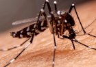 Especialista da Wyden esclarece mitos e verdades sobre o mosquito da dengue