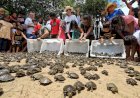 Mais de 4,9 mil quelônios são devolvidos à natureza na Reserva de Desenvolvimento Sustentável Igapó-Açu