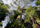 Especialistas esclarecem mitos e verdades sobre a importância da Amazônia para equilíbrio ambiental e bem-estar de populações locais