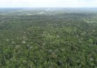 Ipaam registra queda de 52,46% no desmatamento e 64,72% nos focos de calor no mês de junho