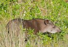 Anta, a jardineira das florestas: estudo da Univates e da UFRGS aponta que animais aceleram regeneração florestal ao espalhar sementes que a germinam mais rápido