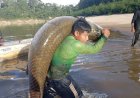 Pirarucu manejado do Vale do Javari valoriza ribeirinhos e fortalece a economia em Atalaia do Norte