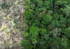 Em 40 anos, Amazônia perdeu área de vegetação do tamanho da França