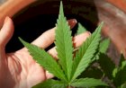 Anvisa discute nesta quarta regras para a produção de cannabis no país