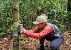Sema instala câmeras trap em Unidades de Conservação da BR-319 para fortalecer monitoramento da fauna