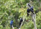 Aves migratórias utilizam o Amazonas como rota de passagem, alerta Ipaam