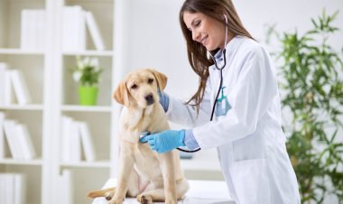 Fametro realiza consultas em cães e gatos na próxima terça (29)