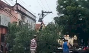 Árvore tomba na avenida Joaquim Nabuco, em Manaus