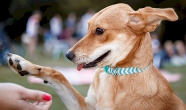 ‘Virada Animal 2020’ terá seminários e capacitação on-line a partir desta quinta-feira