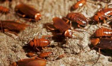 Baratas podem desencadear doenças pouco associadas ao inseto, como asma, diz especialista