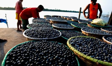 Programa está com chamada pública aberta para agricultores familiares do Amazonas