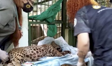 Onças são resgatadas de cativeiros em Coari e Presidente Figueiredo