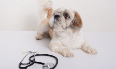 Outubro Rosa Pet da UniNorte terá vermifugação e palestra de saúde