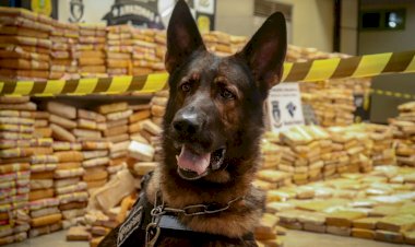 Cão Odin encontra 1 tonelada de droga em porão de barco