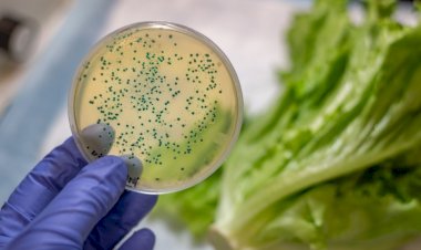 Alimentos contaminados podem causar doenças diarreicas e levar a quadros de desidratação