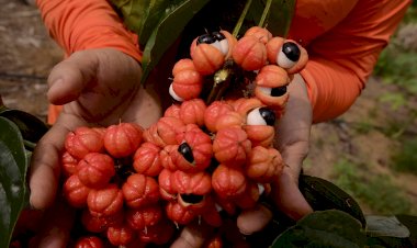 Produtores de guaraná no Amazonas adaptam entregas durante período de lockdown com ajuda da tecnologia