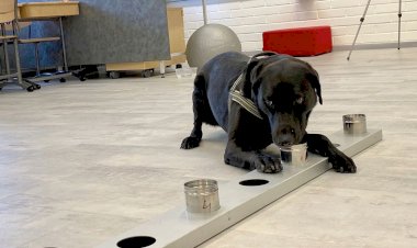 Rússia registra primeira vacina do mundo para animais contra covid-19