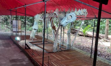 Musa inaugura exposição de fósseis da Amazônia