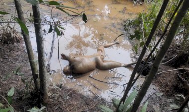Corpo de mulher é encontrado em matagal em Iranduba