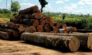 Ministra suspende processos na Justiça Federal que investigam extração ilegal de madeira no PA e no AM