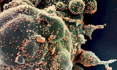 Ministério confirma cinco casos da variante Ômicron no Brasil