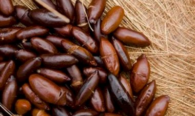 Comunidades extrativistas do Norte do Pará devem comercializar 10,5 toneladas de sementes de cumaru no mês de dezembro