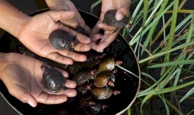 ProBUC realiza 7ª Soltura de Quelônios no rio Cueiras