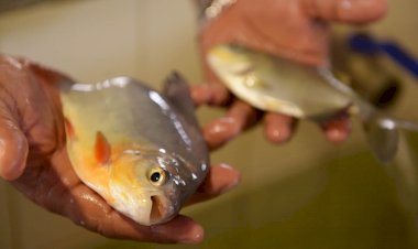 Novos acordos de pesca no Juruá e RDS Rio Amapá beneficiam mais de 3,7 mil familias do Amazonas