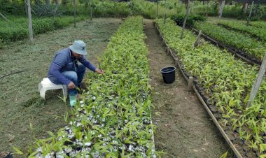 Idam entrega mudas de açaí e banana aos produtores de Parintins