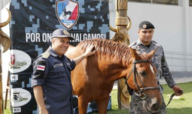 Após 20 anos, PMAM adquire novos cavalos para reforçar as atividades do Policiamento Montado