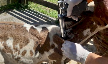 Adaf prorroga vacinação contra brucelose até 15 de dezembro