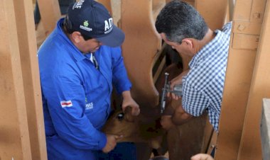 Adaf prorroga vacinação contra febre aftosa em oito municípios do Amazonas