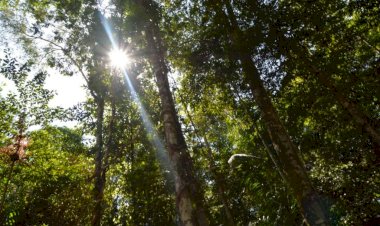 Inscrições para doutorado em Clima e Ambiente do Inpa/UEA seguem abertas