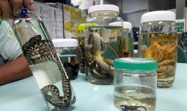 Cheia dos rios: Saúde alerta para prevenção a acidentes com animais peçonhentos no Amazonas