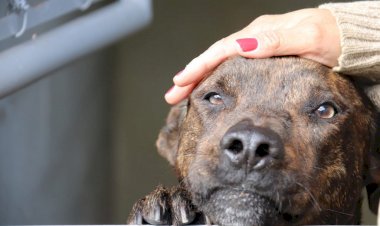 Governo do Amazonas aprova pacote de leis em favor do bem-estar animal e fauna doméstica