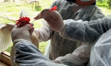 Adaf reforça medidas de vigilância contra influenza aviária