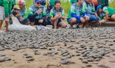 Área de Proteção Ambiental (APA) Nhamundá realiza soltura de mais de 65 mil quelônios