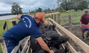 Adaf inicia campanha de vacinação contra Febre Aftosa em 41 municípios do Amazonas