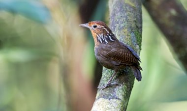 Birdwatching: Observação de pássaros promove ecoturismo no Amazonas