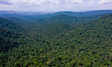 PF e ICMBio fazem operação contra crimes ambientais no Amazonas