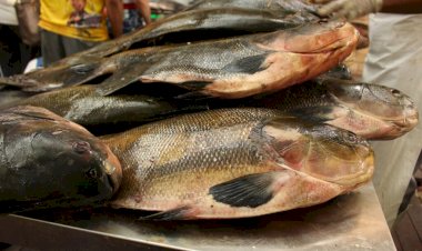 Adaf e órgãos de pesquisa, meio ambiente e saúde discutem ações relacionadas à contaminação de pescado por mercúrio