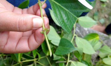 Pesquisa extrai óleo essencial de planta Amazônica com potencial para uso na indústria